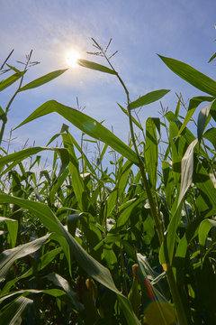 Corn Field on Farm