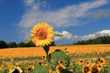 sunflower / 北竜町のひまわり