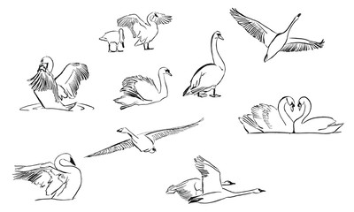 swan ink draw illustration © Nina