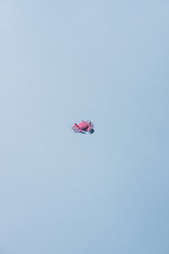 Crab on blue background.