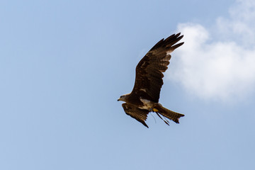 aquila in volo