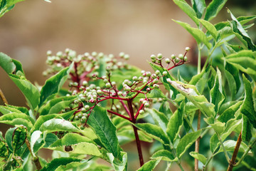 Wildbeeren in Grün