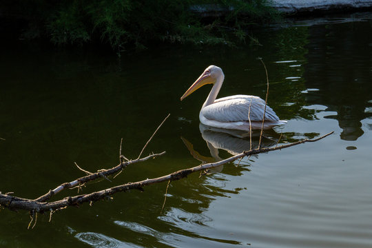 pellicano in acqua