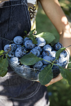 Fresh plum