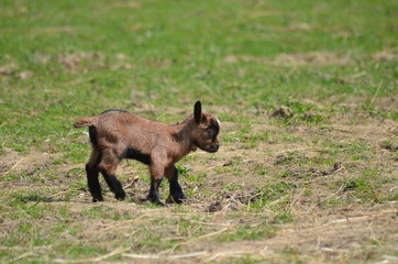Fototapeta premium goat on the meadow