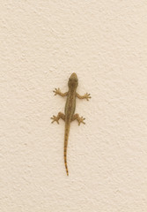 Gecko on cement wall