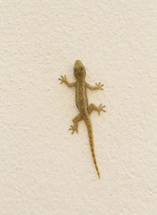 Gecko on cement wall