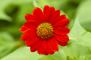 Red mexican sunflower on green background