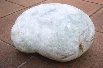Winter melon (Benincasa hispida)