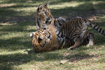 tiger cubs