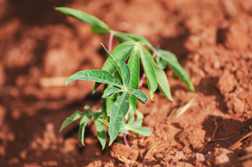 Small growing manioc plant. Brazilian agriculture.