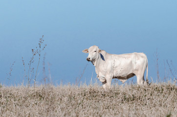 Fototapeta premium White cow on a drought pasture of a farm. Countryside during a drought. Cow on right.