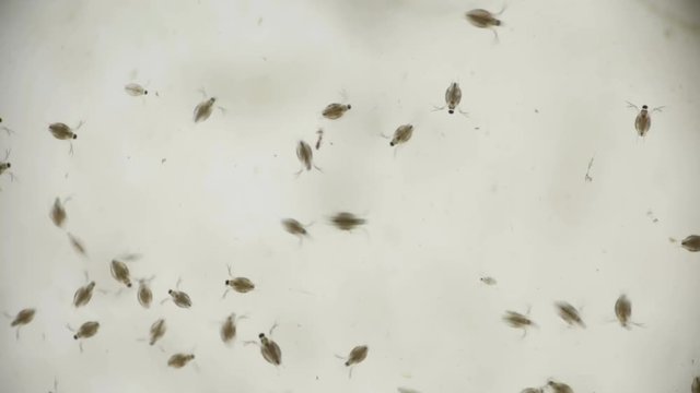 a colony of water fleas Daphnia under the microscope