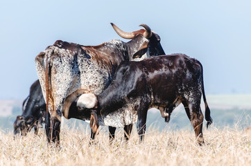 Brindle cow breastfeeding a little calf on a drought pasture of a farm. Suckling calf.