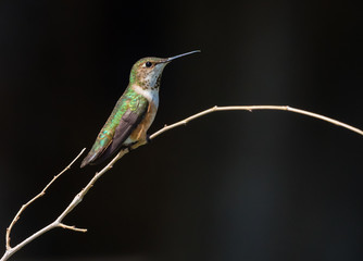 Male broadbill hummingbird perched on small branch with black background