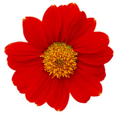 Mexican sunflower isolated on white background