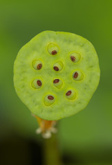 Clouse up of lotus seed pod