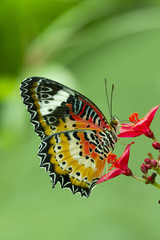 Fototapeta na wymiar Leopard Lacewing Butterfly, Cethosia Cyanae, on red flower