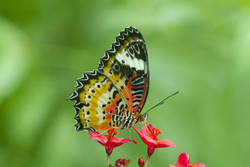 Leopard Lacewing Butterfly, Cethosia Cyanae, on red flower