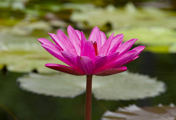 Pink waterlily with green leaves background