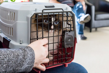 Young female ragdoll cat at the vet in the waiting room in a pet carrier