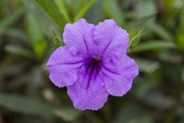 Obraz premium Purple Ruellia tuberosa flower