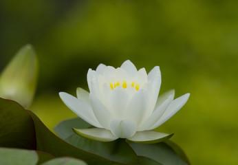 White waterlily with green leaves background