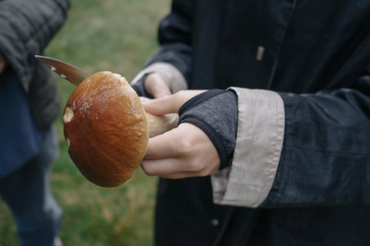 Girl Grabbing a Boletus.