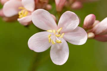 Close up image of pink jatropha integerrima flower
