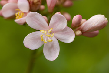Obraz premium Close up image of pink jatropha integerrima flower