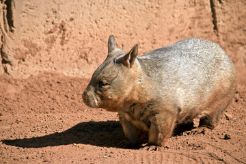 hairy nosed wombat