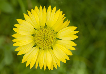 Yellow gaillardia flower