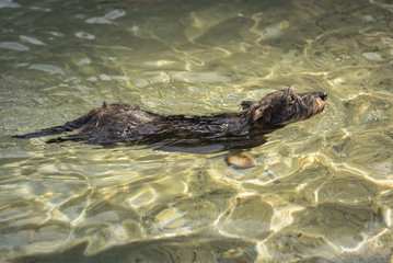Adorable little puppy dog swimming in the sea, enjoying some wet refreshment in the summer