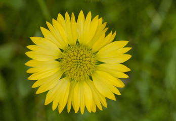 Yellow gaillardia flower
