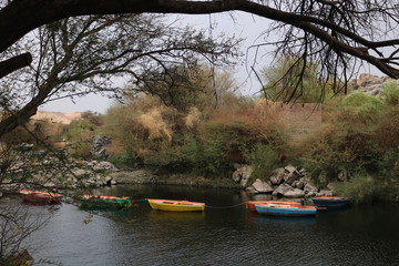 Obraz premium nile and tree