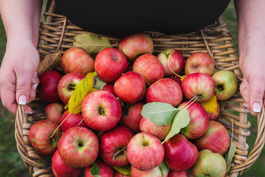 vintage fruit picking basket with red apples