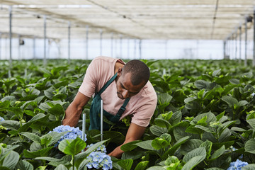 Florist Examining Hydrangea Flowers In Greenhouse