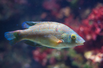 Obraz premium Fish in the aquarium