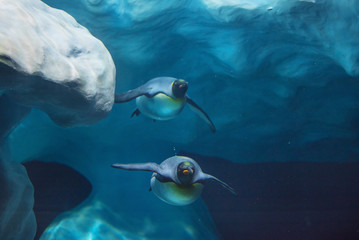 Penguins swimming underwater