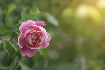 Pink roses close up in green garden at summer sunlight background. with copy space for your text message