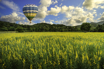 Hot air balloon over yellow flower garden with blue sky.  the mountain and travel concept.