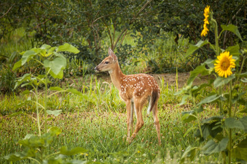 Fawn in Garden