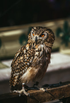 Brown owl