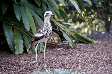 beach stone curlew