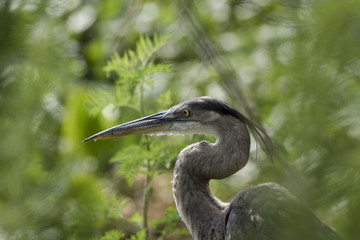 Feathered Great Blue Heron