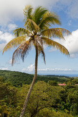 Fototapeta na wymiar Martinique, FWI - coconut palm tree in Riviere-Salee