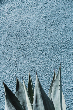 Graffitied Agave cactus against a blue wall