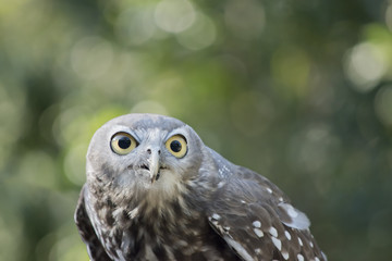 a barking owl staring