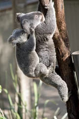Tableaux ronds sur aluminium brossé Koala mother koala and joey