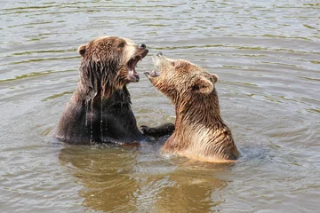 Brown bears playing in the water